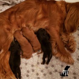 Cavalier King Charles Spaniel Puppies from Pay it Forwood
