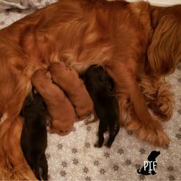 Cavalier King Charles Spaniel Puppies from Pay it Forwood