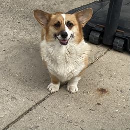 Josie - Pembroke Welsh Corgi