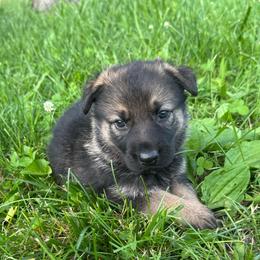 Nora - Sable female German Shepherd puppy in Marshfield, Missouri from Benton K-9 Breeding