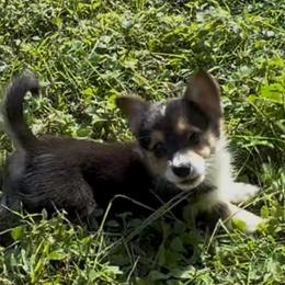 AKC Red triple clear - Black and tan female Pembroke Welsh Corgi puppy in Summerfield, Florida from Promise Land Farm