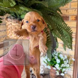 Maverick - CKC Registered :: Green - Cream male Dachshund puppy in Erick, Oklahoma from 4-L Backyard Dach