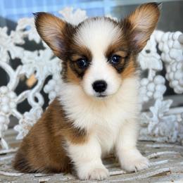 Reuben (fluffy) - Sable and white male American Corgi puppy in East Oakdale, California from Rhettro Kennels