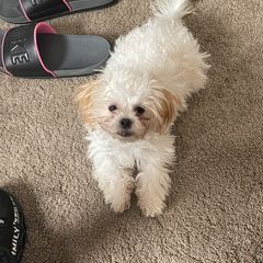 Lilly Belle - Shichon