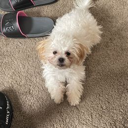 Lilly Belle - Shichon