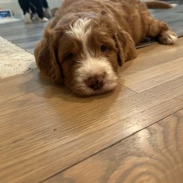 Bernedoodle Puppies from Palmetto Bernedoodles Boutique