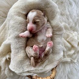 Pumpkin girl - Apricot female Goldendoodle puppy in Rio Linda, California from Plush Doodles