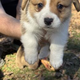 Kipp - Red male Pembroke Welsh Corgi puppy in Brashear, Texas from Sherwood Acres Pembrokes