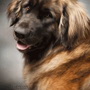 Leonberger All Grown Up from BellaWood Leos