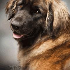 Leonberger All Grown Up from BellaWood Leos