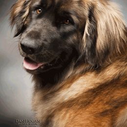 Leonberger All Grown Up from BellaWood Leos