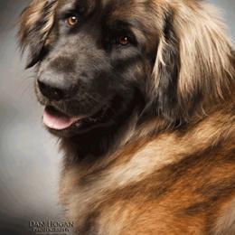 Leonberger All Grown Up from BellaWood Leos