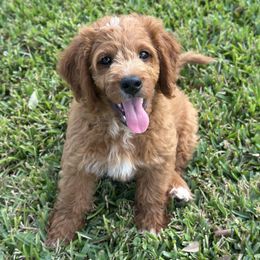 Moses - Red male Bernedoodle puppy in Pledger, Texas from Sugarbear Cockapoos