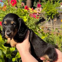 Chunk - Black and tan male Dachshund puppy in Santa Rosa, California from Signature Mini Dachshunds