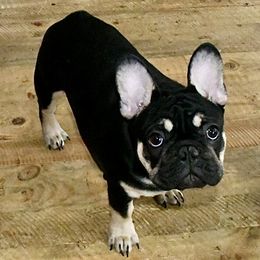 Marcus - Black and tan French Bulldog puppy in Kalispell, Montana from Grace & Grit Frenchies