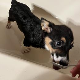 Pembroke Welsh Corgi Puppies from Fuzzy Butt Corgis