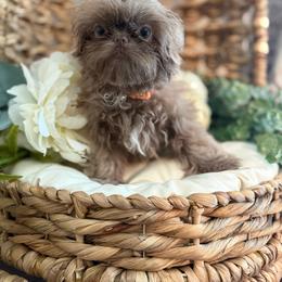 Shih Tzu puppies from Shannon’s Sugar Sweet Shih Tzu’s