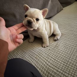 French Bulldog Puppies from The Midwest Frenchies