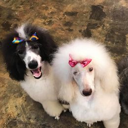 Cocker Spaniels and Poodles from Ray of Lyght Kennels