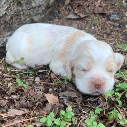 Girl 2 - Buff and white female Cocker Spaniel puppy in Gadsden, Alabama from Rich Cat’s