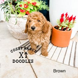 Boy 2 - Apricot Goldendoodle puppy in Newcastle, Oklahoma from Cosby Ranch Doodles