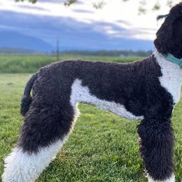 Poodles from Northern Skye Poodles