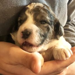 Goldendoodle Puppies from Lake Road Doodles
