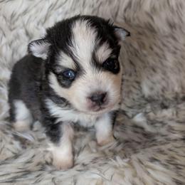 Boy 1 - Black and white male Pomsky puppy in Spring Hill, Florida from www.PuppyTimeEmporium.com