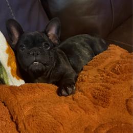 Green collar - Brindle female French Bulldog puppy in Livingston, Texas from Drake Home Frenchies