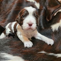 Chia - Liver and white female English Springer Spaniel puppy in Pierz, Minnesota from Raven Ridge Springers