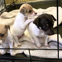 Toy Fox Terrier Puppies from Toy Fox Terriers A La Mode