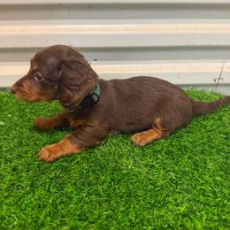 Fudge - Chocolate and tan male Dachshund puppy in Pollok, Texas from Magnolia Kennels