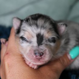 Boy 3 - male Pomsky puppy in Albany, Indiana from Hatz Off Puppies
