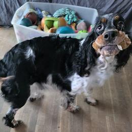 Rosie - English Springer Spaniel