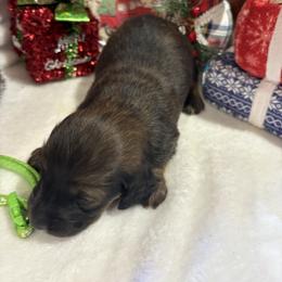 Red sable - Sable male Dachshund puppy in Pleasant Plains, Arkansas from JGBs Dachshunds