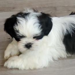 Goldendoodles, Poodles, and Shih Tzus from Dixie Doodles and More