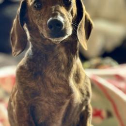 Dachshund puppies from 11 Oaks Kennels