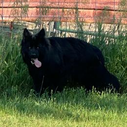 Max - German Shepherd