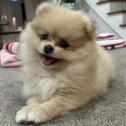 Viola - Cream sable parti female Pomeranian puppy in Bayonne, New Jersey from Pomeranian Dream