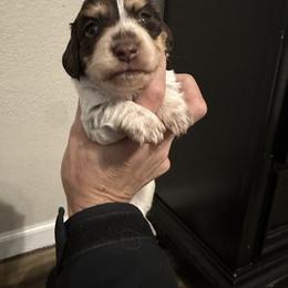 Boy 1 - Piebald male Dachshund puppy in La Marque, Texas from Sweet Southern Dachshunds