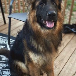 German Shepherds from Rock Spring Shepherds