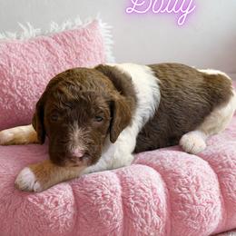 Dolly - Parti female Goldendoodle puppy in Ellenburg Center, New York from Kristin's Puppies