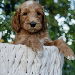 Goldendoodle Puppies from Puppy Love