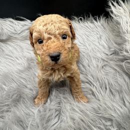 Green collar - Red  male Poodle puppy in Fredericktown, Missouri from Ellie & Co. Doodles