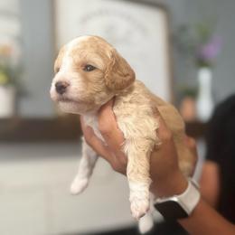 Porky - Apricot male Poodle puppy in Hemet, California from Vallevistadoodles