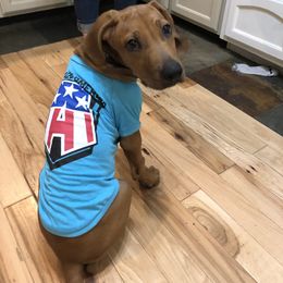 Rhodesian Ridgeback All Grown Up from RR Ridgebacks