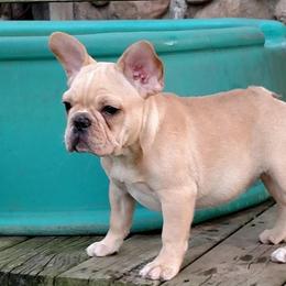 French Bulldog Puppies from Stonehill's French Bulldogs