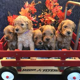 Australian Labradoodle Puppies from Lake Breeze Labradoodles