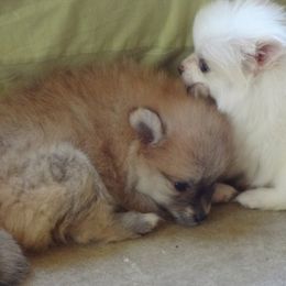 Pomeranian Puppies from DeMi Poms