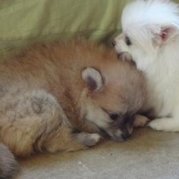 Pomeranian Puppies from DeMi Poms